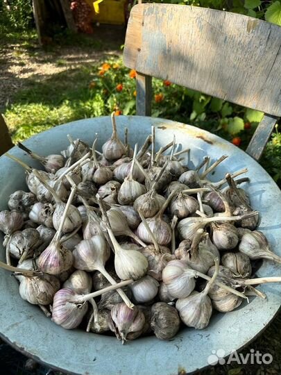 Чеснок