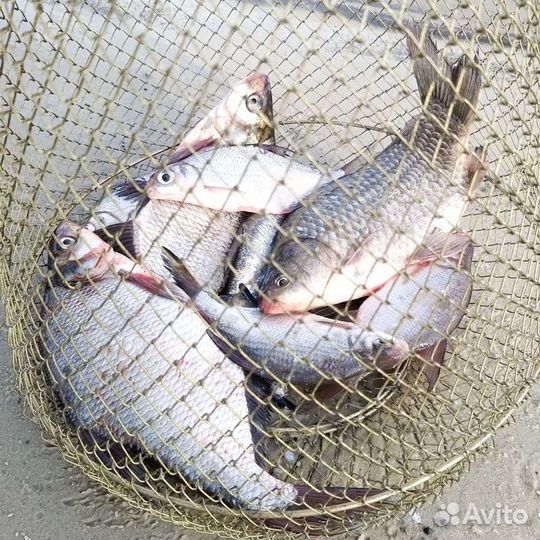 Охота и рыбалка