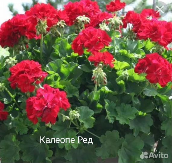 Пеларгонии сортовые