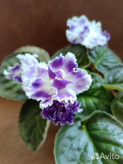 Сортовые фиалки