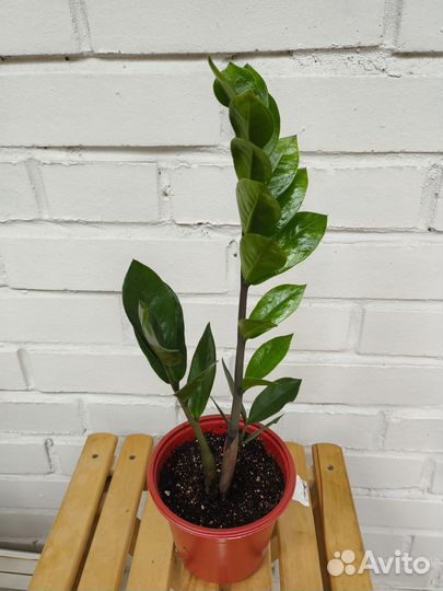 Замиокулькас