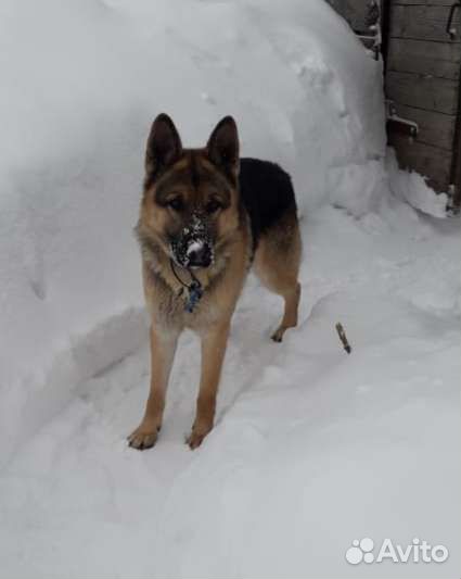 Кобель на вязку