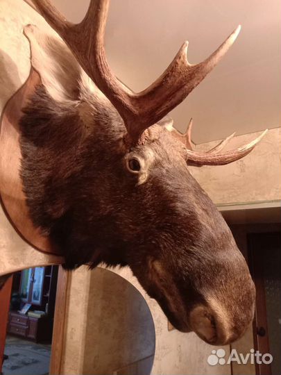 Чучело головы лося