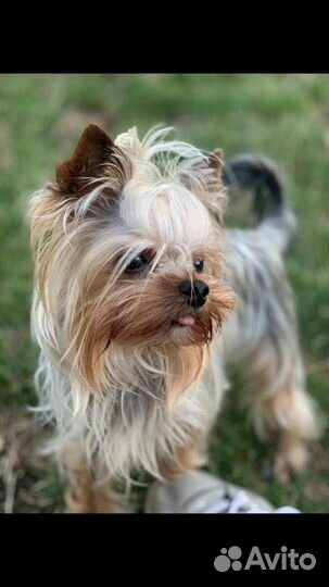 Супер-Мини Йоркширский терьер, вязка