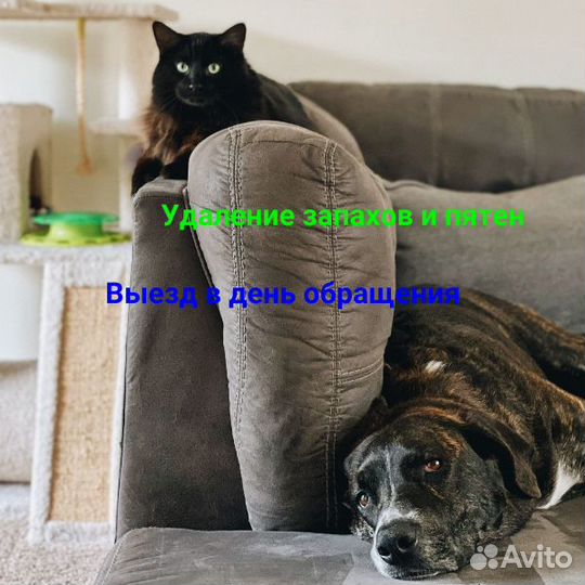 Химчистка Мебели Дивана Ковра Кресла Матраса