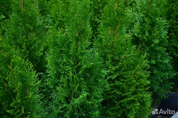 Туя западная смарагд высокая приживаемость