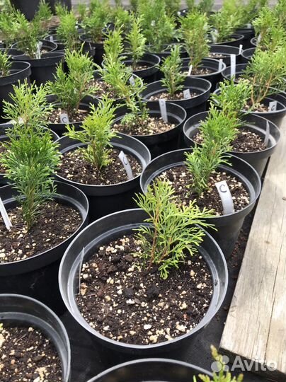 Саженцы туи Смарагд