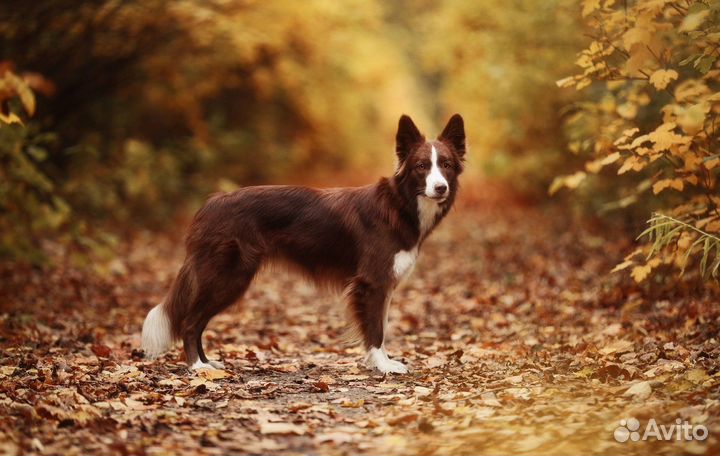 Собака для фотосессии