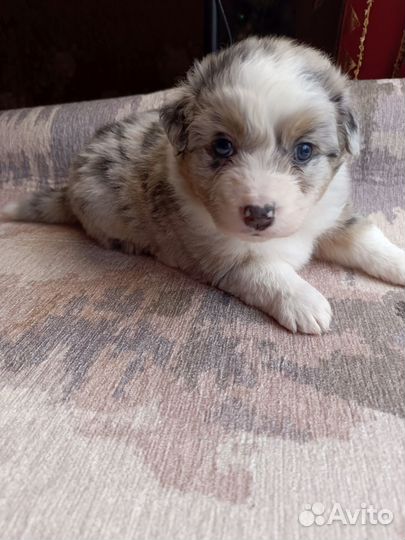 Австралийская овчарка аусси