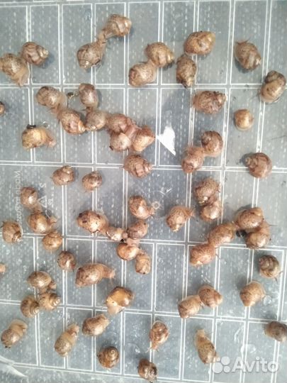 Улитки ахатины