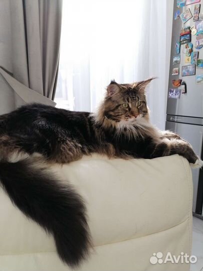 Кот мейкун вязка