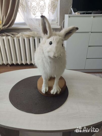 Чучело зайца