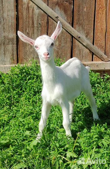 Зааненские козлята