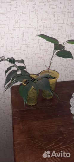Фикус бенджамина