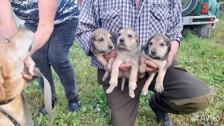 Охотничьи собаки щенки
