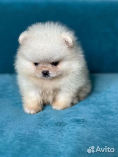 Мини шпиц мальчик