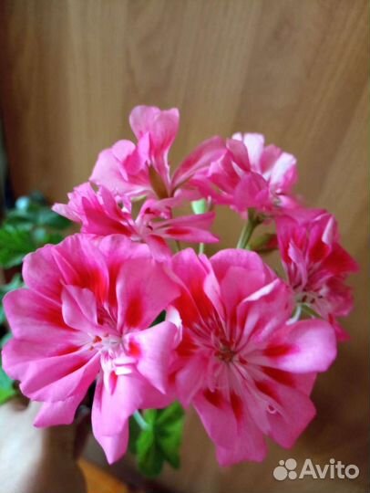 Пеларгония