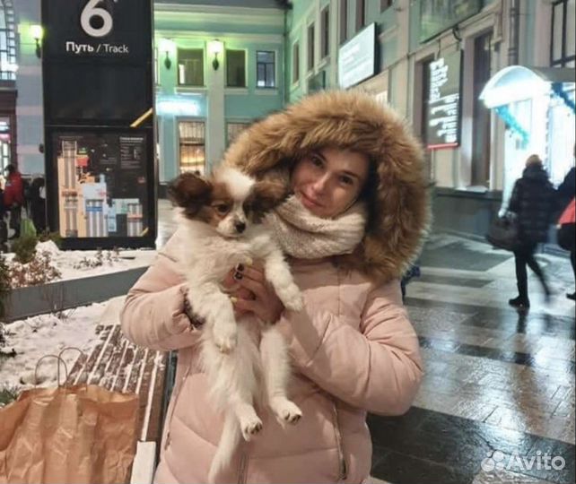 Перевозка животных зоотакси