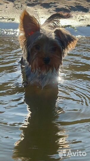 Йоркширский терьер вязка