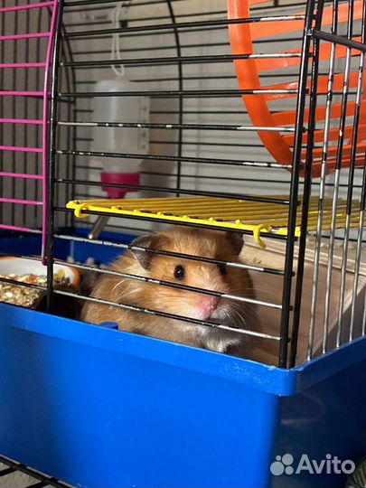 Передержка мелких животных