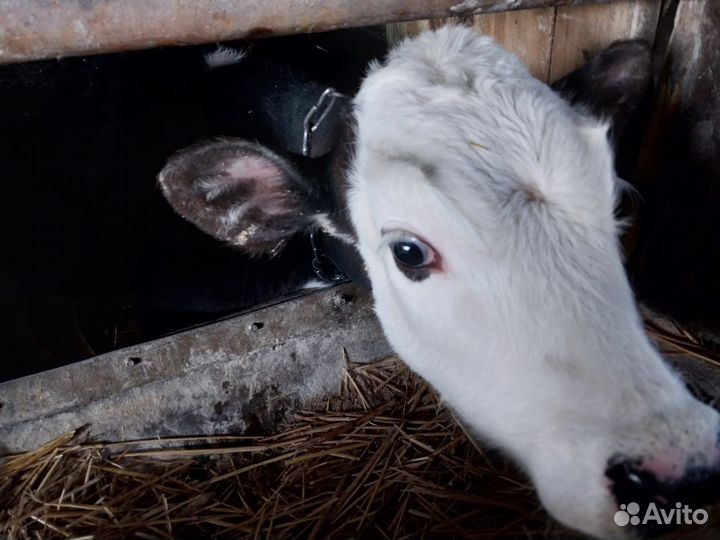 Продаю телят