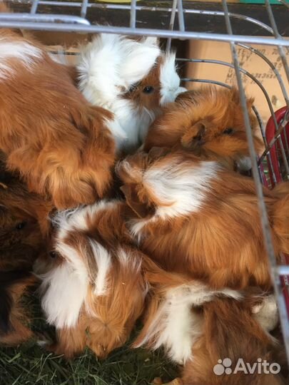 Продаются шикарные перуанские и ангорские морские