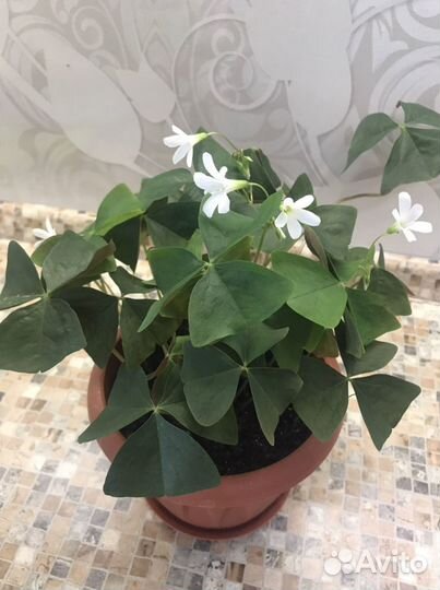 Комнатные растения: кислица(Оксалисы)