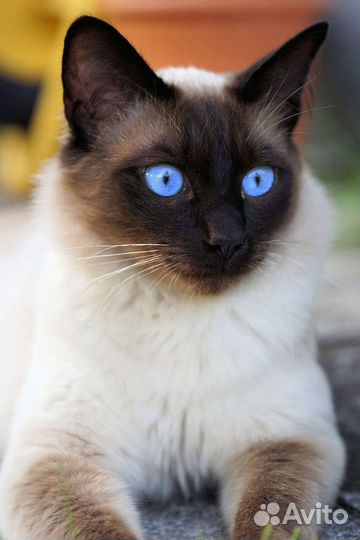 Передержка кошек