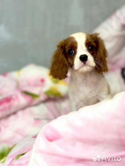 Кавалер Кинг Чарльз спаниель, девочка