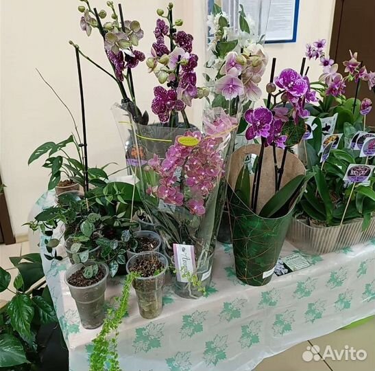 Комнатные цветы