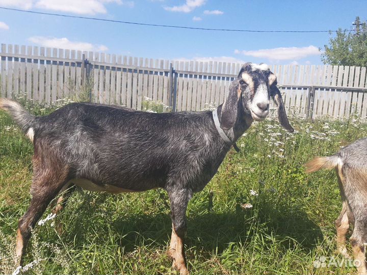 Англо нубийские козочки