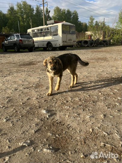 Щенки дворняжки в добрые руки