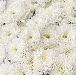 Цветы Хризантема в ассортименте