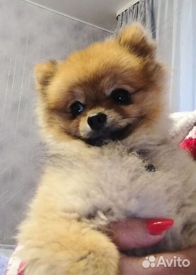 Померанский шпиц мини вязка