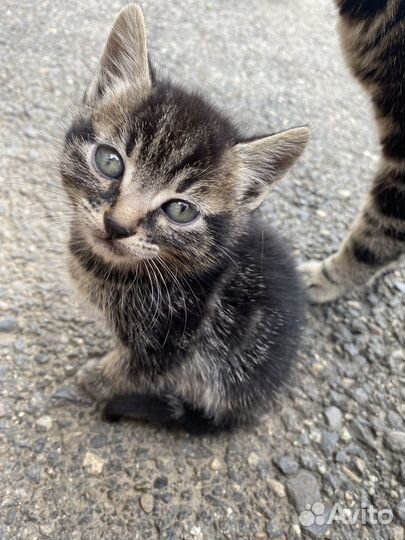 Котята. Мальчик и девочка