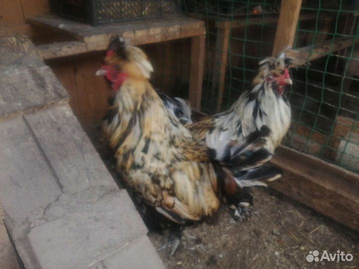 Домашняя птица