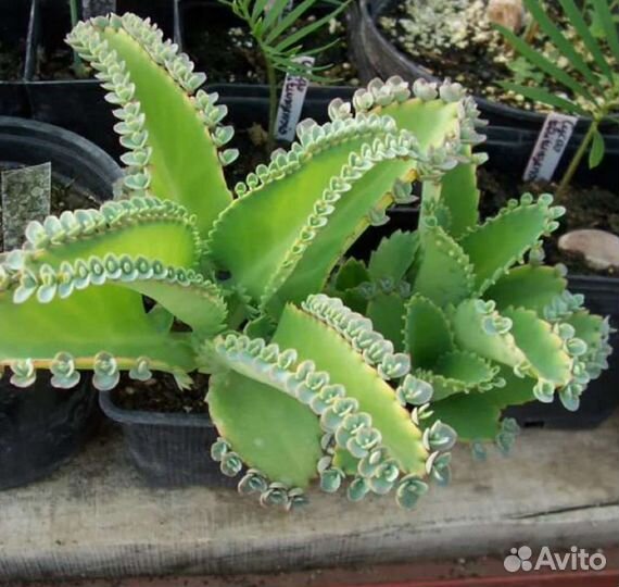 Бриофиллум laetivirens