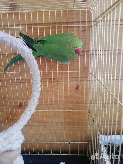 Ожереловый попугай