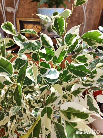 Фикус бенджамина твилайт