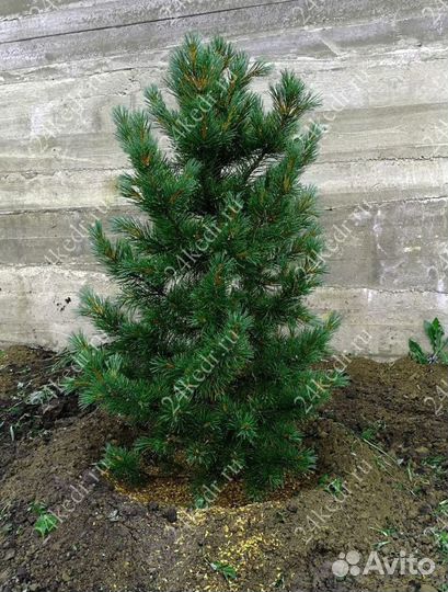 Сибирский кедр экстра класс. Саженцы