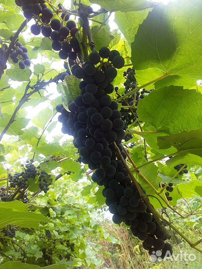 Изабелла виноград