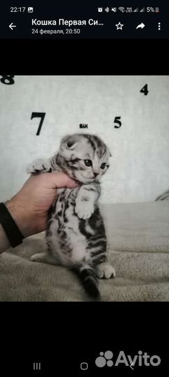 Шотландский вислоухий кот для вязки