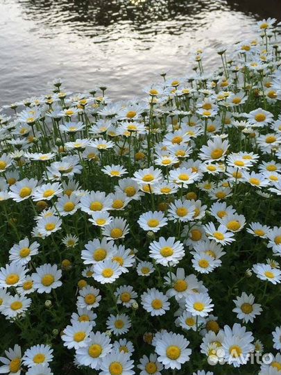 Цветы. Ромашка