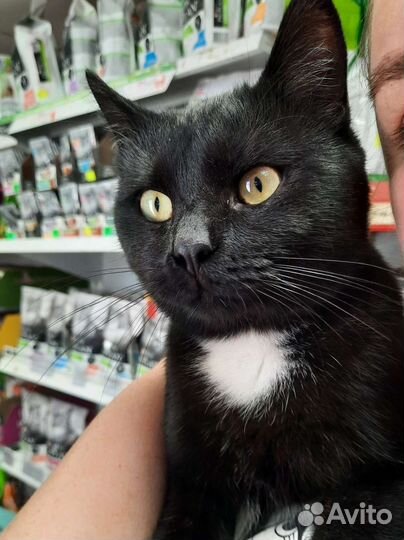 Котик в дар