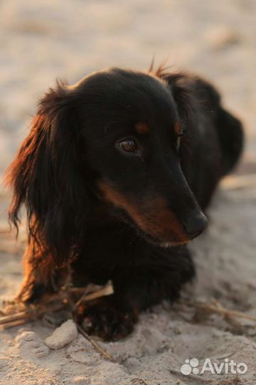 Подружку собаке