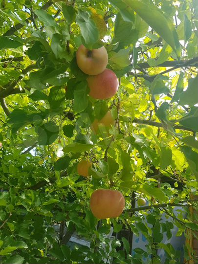 Дача 30 м² на участке 6 сот.