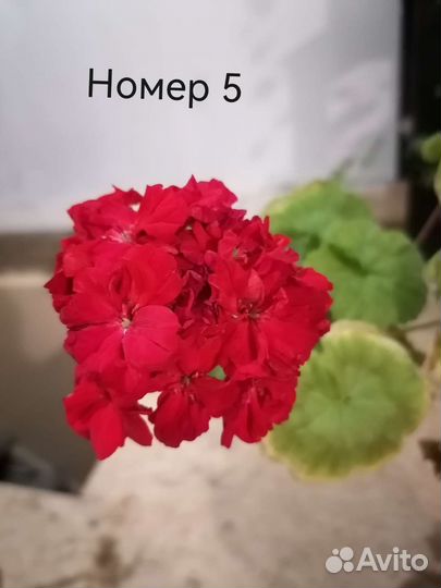 Пеларгония герань сортовая