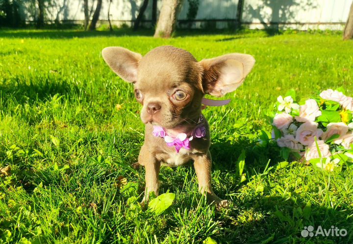 Щенки чихуахуа. Голубые и Лиловые