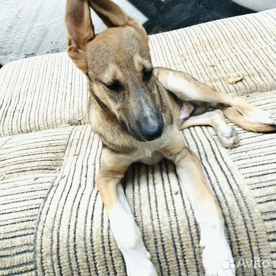 Собаки щенки