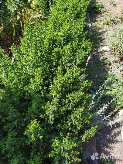 Очисток,бузульник, лаванда,сентябринка